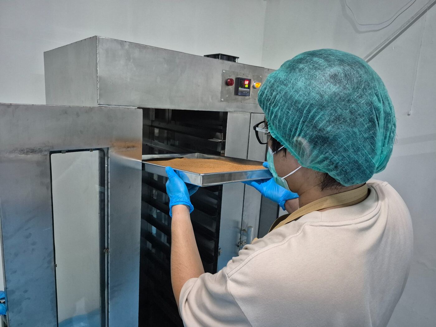 Operator loading coconut sugar tray into drying oven