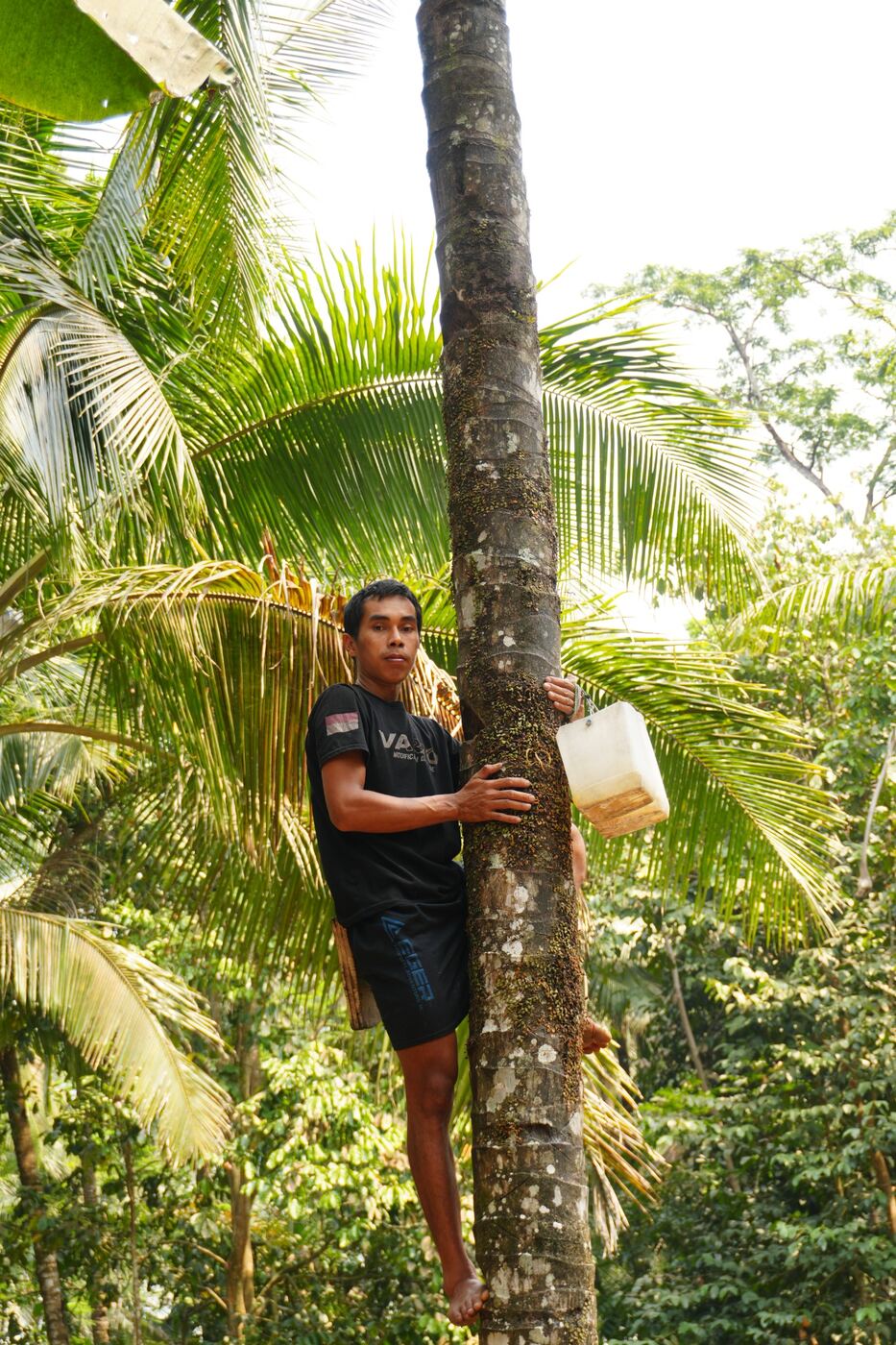 Farmer climbing a coconut tree with sap collection container