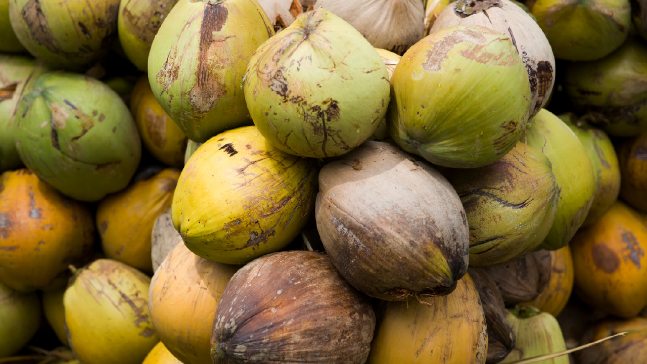 Bulk Organic Coconut Water: A Buyer’s Technical Guide