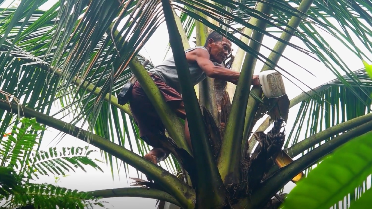 Our Coconut Sugar Farmers: 151 Smallholders in Java